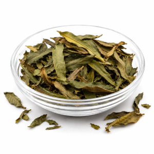 Leaves - Mango- Therapeutic
