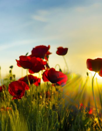 botanical garden & Picnics